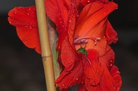 Cavalletta nel gladiolo